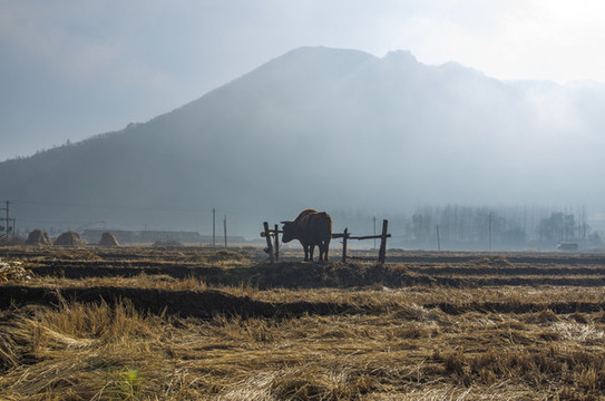 牛田野