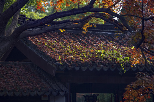 秋天公園里美麗的楓葉