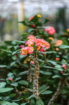 開(kāi)花的虎刺梅