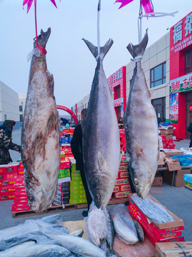 海魚