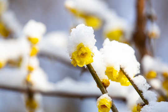 雪壓臘梅