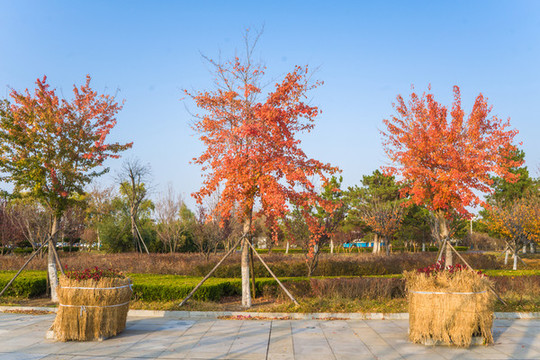 紅葉