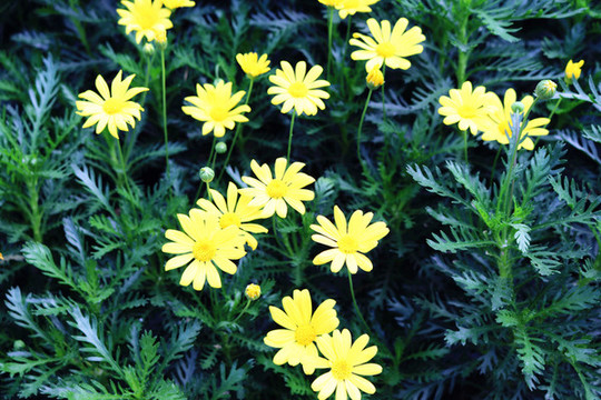 野菊花