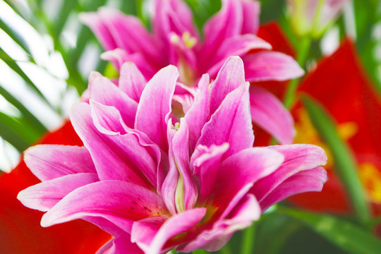 花卉