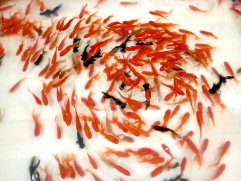 金魚群
