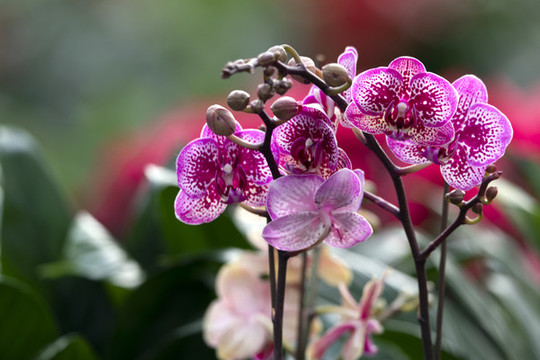 花紫蝴蝶蘭