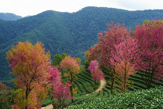 南澗櫻花