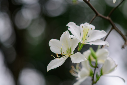 白色紫荊花