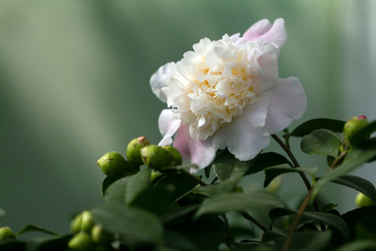 茶花