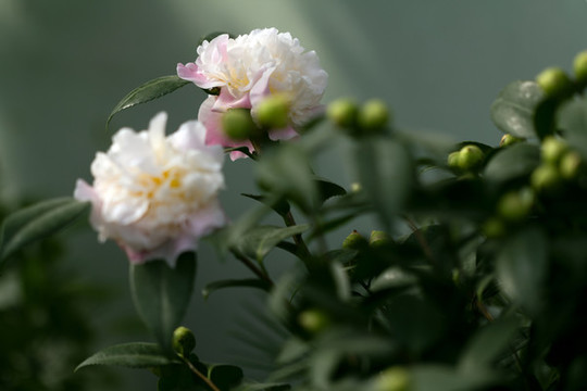 兩朵茶花