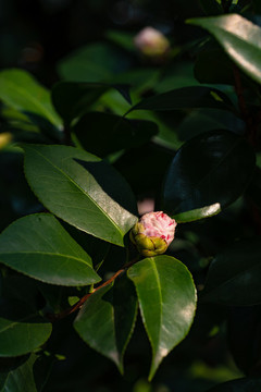 茶花