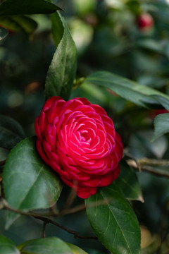 山茶花