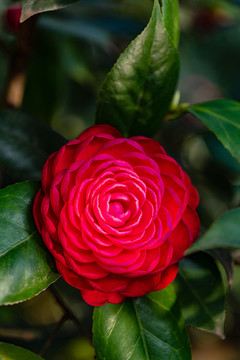 山茶花