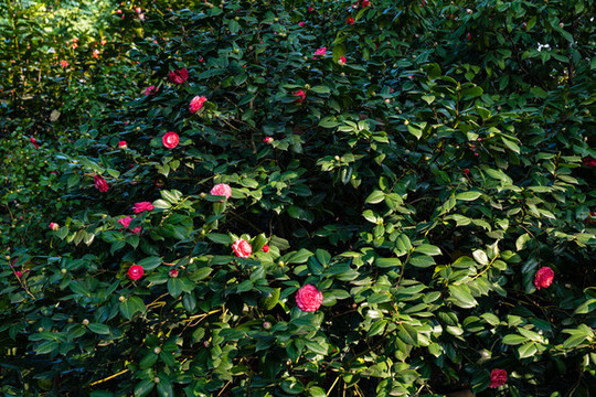 山茶花