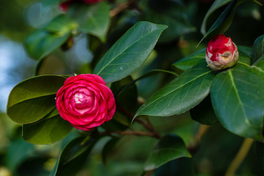 山茶花