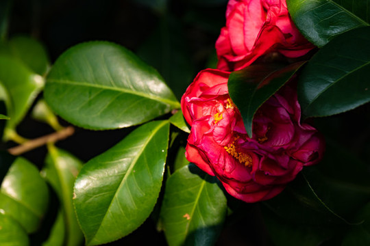 山茶花