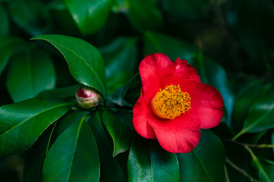 山茶花