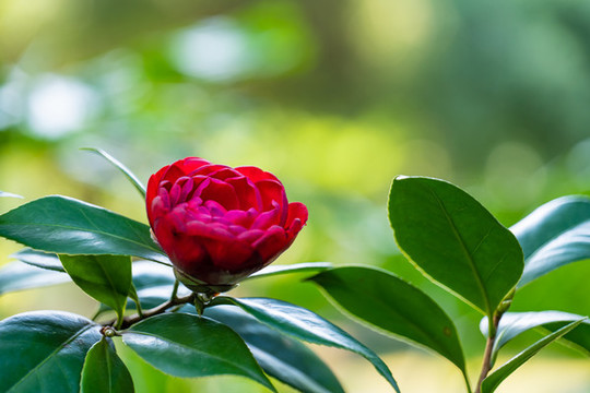 山茶花
