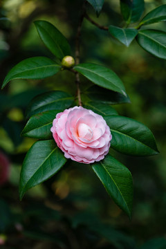 山茶花