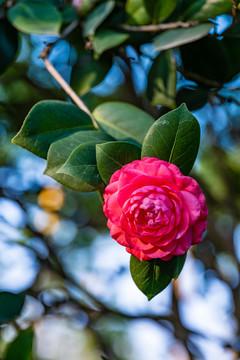 山茶花
