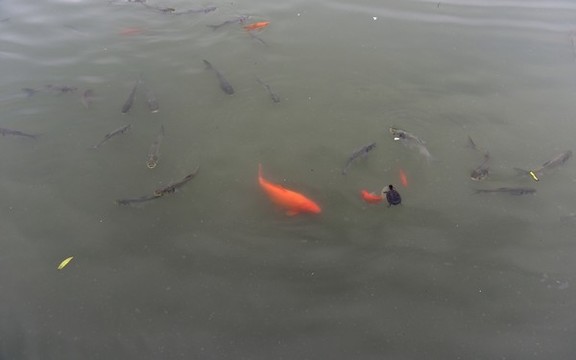 游魚(yú)