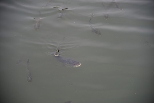 游魚