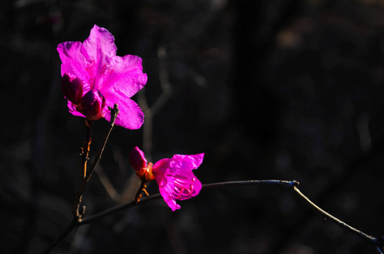 杜鵑花