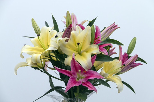 一捧百合花