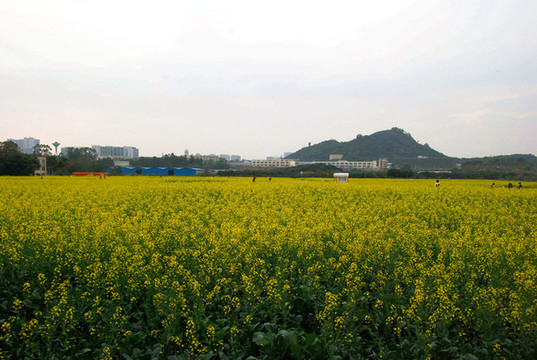 油菜花海