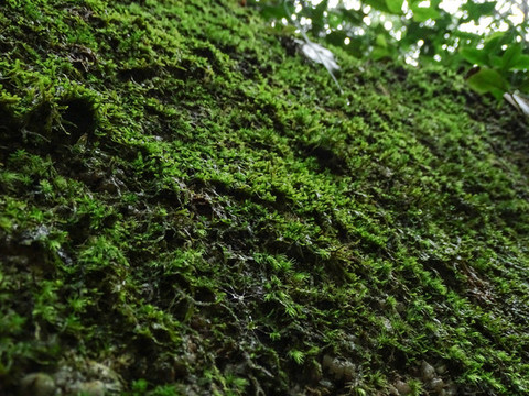 苔蘚