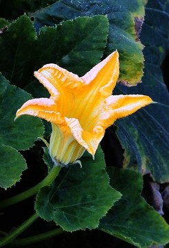 農(nóng)作物蔬菜