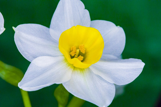 水仙花