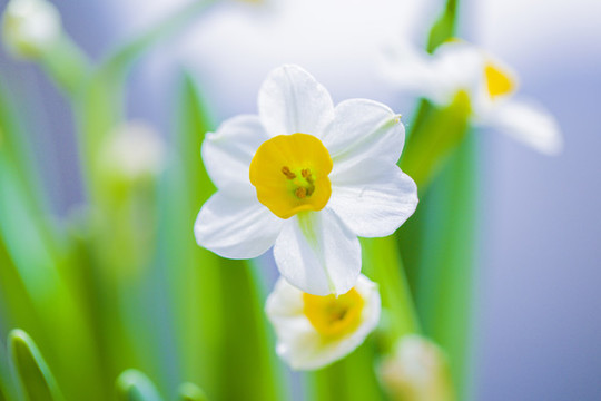 水仙花