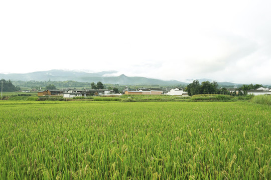 稻田梯田