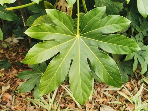 樹(shù)葉背景素材