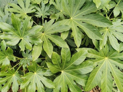 樹(shù)葉背景素材