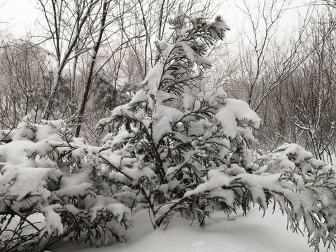 北方冬季白雪雪景