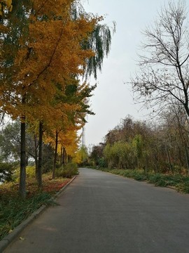 戶外路旁樹林風(fēng)景