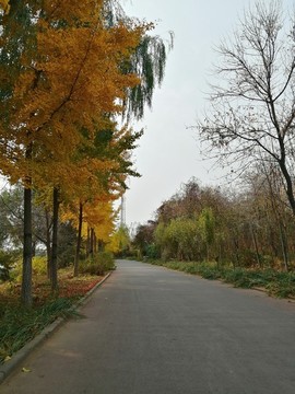 戶外路旁樹(shù)林風(fēng)景