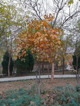 秋天植物