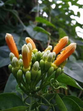 炮仗花