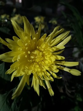 菊花