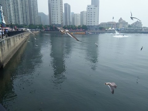 海鷗
