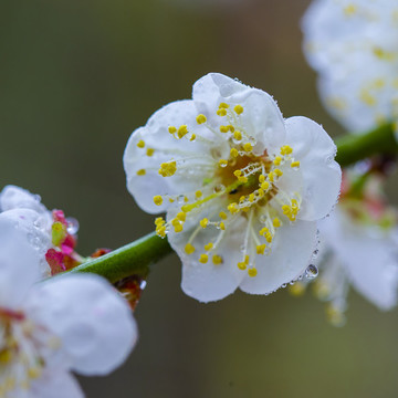 梅花