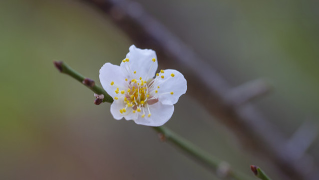 梅花