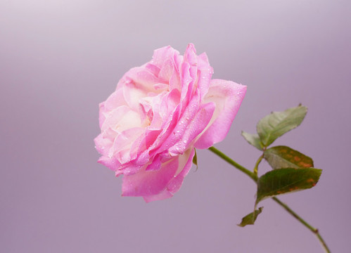 玫瑰花