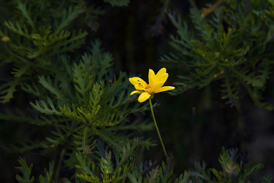 小鄒菊