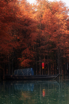 水杉風(fēng)景