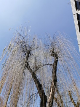 秋天的柳樹枝