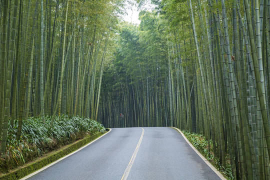 宜賓蜀南竹海